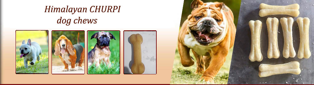 himalayan churpi dog chews, natural dog treats, churpi dog chew,
himalayan yak cheese, churpi dog, nepal made products wholesale, churpi kaustange, himalayan churpi dog chews